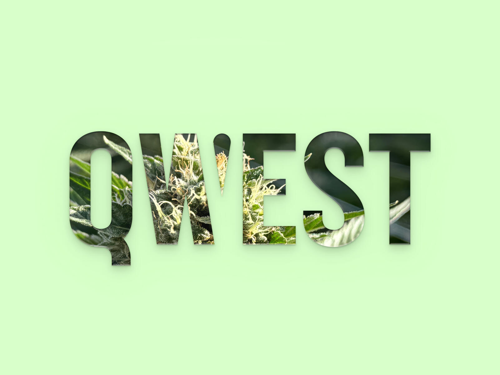 QWEST Cannabis